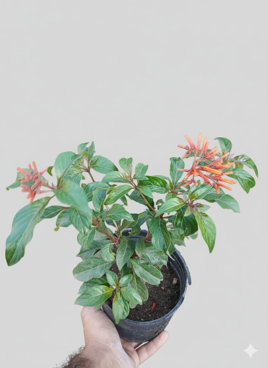 WhatsApp Image 2025-11-15 at 10.14.32 PM (1) هامليا - الصورة 1