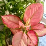 اجلونيما super red