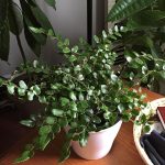 كزاليزيم ( بخور مريم )