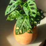 مونستيرا مونكي