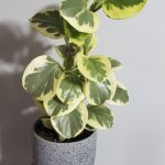 بيروميا مبرشقه