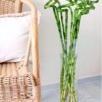 بامبو ٦٠ سم (السعر للعود الواحد )