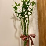 بامبو مقاس ٨٠ سم ( السعر للعود الواحد )