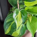 عرض نباتات الضل رقم 1( 3 نباتات )