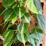 اسكاندس ملون