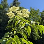 مسك الليل حجم كبير