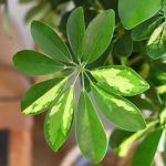 شفليرا خارجي