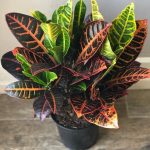 كروتون بيترا