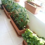 حوض مستطيل مقاس ٨٠ سم لون طوبي