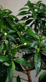 ⁦نبات موريا  حجم جامبو⁩ - الصورة ⁦3⁩