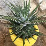 هوارثيا زيبرا  حجم كبير