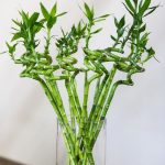 بامبو مقاس 80 سم - مشتل اسكندرية