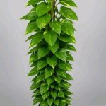 بوتس استيك متر ونص