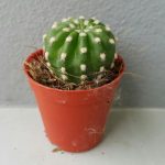 صبار ايكونبسيس