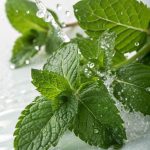 نعناع بلدي  حجم كبير