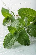 نعناع بلدي  حجم كبير