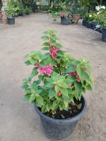 ⁦جهنميه قزميه حجم كبير⁩ - الصورة ⁦3⁩