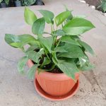 بوتس اخضر اصيص دائري  مقاس ٢٥ سم طوبي