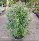 ⁦نبات موريا  حجم جامبو⁩ - الصورة ⁦2⁩