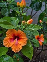 هيبكسس اورنج