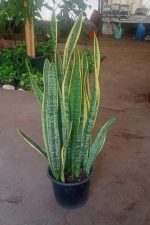 ⁦جلد النمر⁩ - الصورة ⁦4⁩