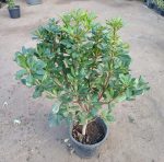 ⁦بوتسبورم كبير⁩ - الصورة ⁦2⁩