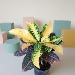 كروتون بيترا