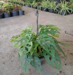 ⁦مونستيرا مونكي⁩ - الصورة ⁦3⁩