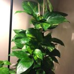 بوتس استيك ٨٠ سم