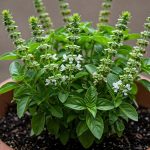 ريحان بلدي حجم كبير