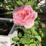 ورد بلدي  - لون عشوائي