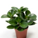 بيروميا خضراء