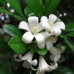 نبات موريا  حجم جامبو