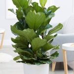 فيكس ليراتا