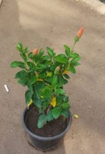 ⁦هيبكسس اورنج⁩ - الصورة ⁦3⁩