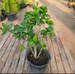 ⁦هيبكسس اورنج⁩ - الصورة ⁦2⁩