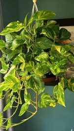 ⁦بوتس فى اصيص  دائري مقاس 19 سم ملون⁩ - الصورة ⁦4⁩