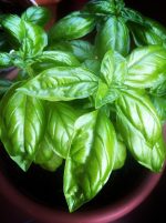 ⁦حوض مستطيل ريحان بلدي مقاس 50 سم⁩ - الصورة ⁦2⁩