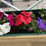 حوض مستطيل  50 سم زهور بيتونيا