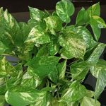 بوتس فى اصيص  دائري مقاس 19 سم ملون