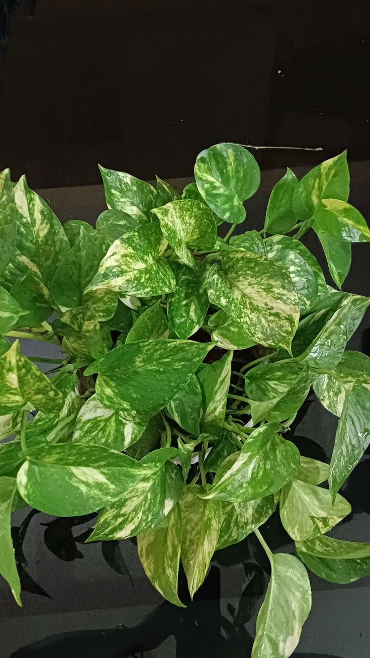 Money plant بوتس فى اصيص  دائري مقاس 19 سم ملون - الصورة 1