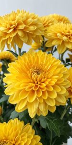 أرولا قزمية