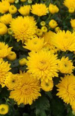 ⁦أرولا قزمية⁩ - الصورة ⁦2⁩