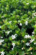 ⁦كريسيا ( ياسمين افريقي )⁩ - الصورة ⁦4⁩