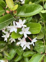 كريسيا ( ياسمين افريقي )