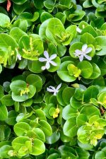 ⁦كريسيا ( ياسمين افريقي )⁩ - الصورة ⁦3⁩