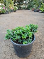 ⁦كريسيا ( ياسمين افريقي )⁩ - الصورة ⁦2⁩