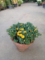 ⁦أرولا قزمية⁩ - الصورة ⁦4⁩