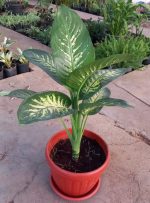 ⁦دفنبخيا فى اصيص دائري طوبي 35 س جاهز⁩ - الصورة ⁦4⁩