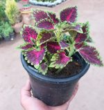 ⁦كاليوس  ( سجاد )⁩ - الصورة ⁦4⁩